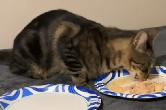 Found pets Gulfport, photo: Found Cat: Gray, Striped, Green Eyes