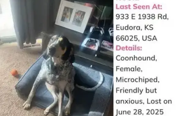 Lost and found pets Eudora, photo: Lost: Sweet Blue Tick Coonhound in Eudora
