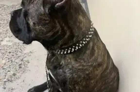 Lost pets New York, photo: Lost Black Brindle Cane Corso on Stanley