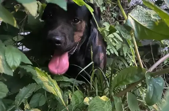 Found dog Memphis, photo: Skittish Black Lab Found on Roland St.