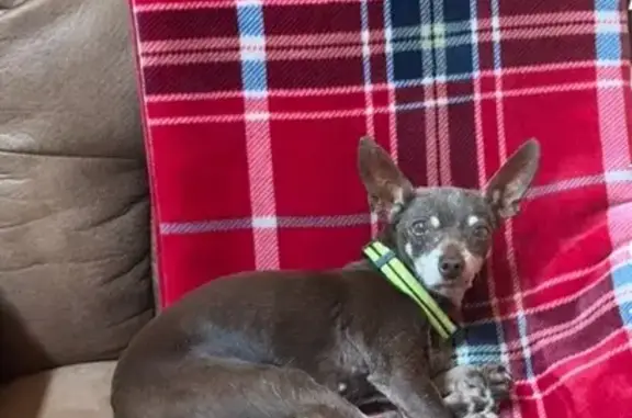 Lost 17-Year-Old Brown Dog in Rocky Mount