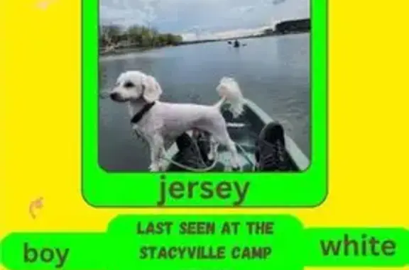 Missing dog Iowa City, photo: Friendly Lost Dog in Stacyville, IA