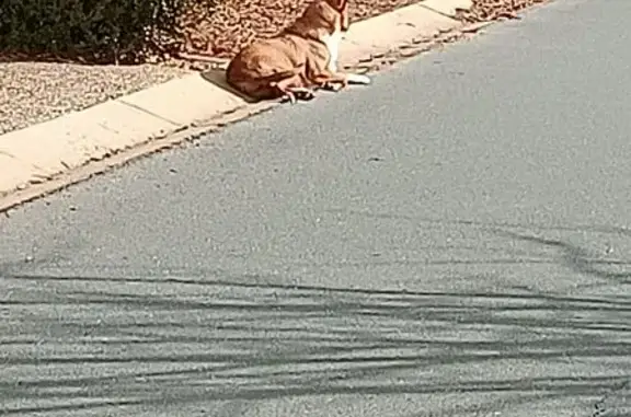 Found dog , photo: Found: Brown & White Dog in Gungahlin