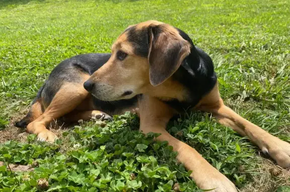 Lost Dog on Eastway Dr, Charlotte