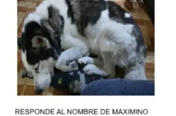Perro Perdido: Blanco con Manchas Negras