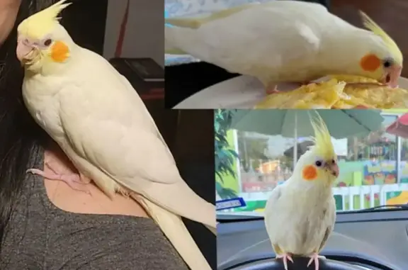 Lost pets San Antonio, photo: Lost Cockatiel: White with Red Cheeks