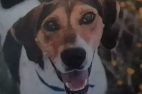 Lost Dog: Spots, Floppy Ears in Denver