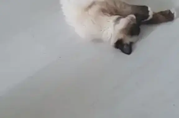 Animaux trouvés Vétraz-Monthoux, photo: Chat beige trouvé à Vétraz-Monthoux