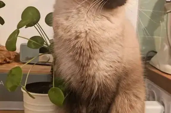 Animaux perdus Montreuil, photo: Chat perdu : siamois croisé, Montreuil