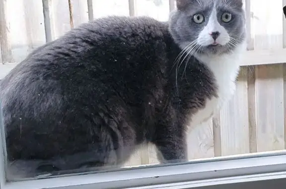 Fluffy Grey Cat Lost Near Knox City