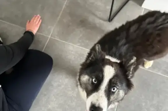 Animaux perdus , photo: Chien Laika perdu à Vasselay