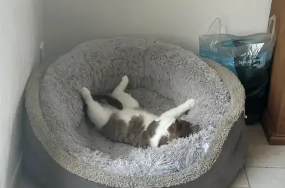 Chat perdu à La Chapelle-Saint-Mesmin - photo