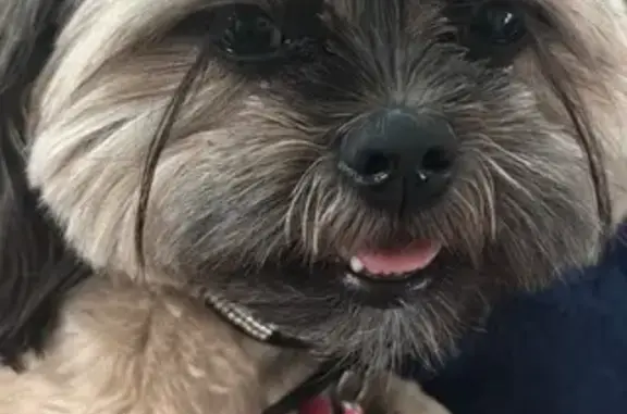 Lost Dog: Brown & Gray, Silver Collar