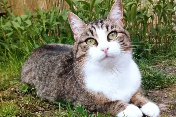 Chat perdue, pattes blanches, Fondettes - photo