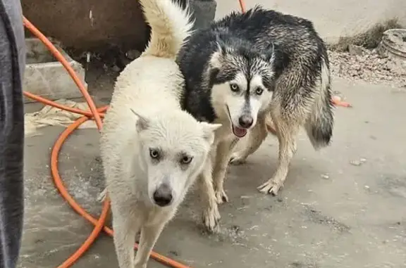 ¡Ayuda! Husky perdido en Tamaulipas
