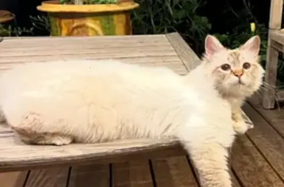Animaux perdus Toulon, photo: Chat mâle beige perdu à Toulon