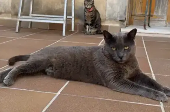¡Ayuda! Gato gris y gata tigrada perdidos en Consell