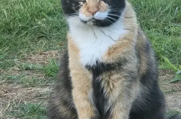 Chat perdu, Cambes, photo: Chatte perdue : Opale, 3 couleurs, Cambes
