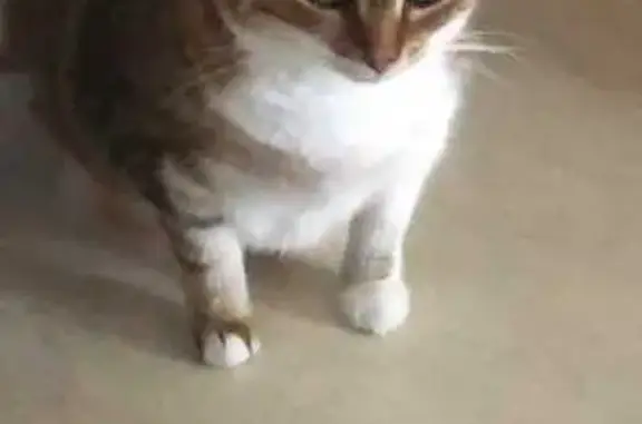 Chat perdu, Aurillac, photo: Chatte perdue : marron/blanche, peureuse