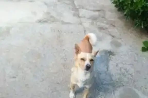 Perro pequeño perdido en Bellvei: cola en espiral