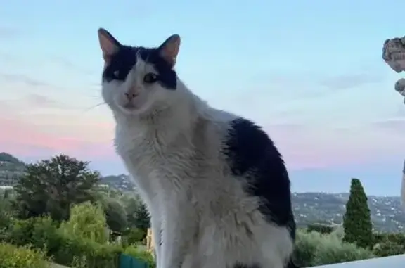 Chat perdu noir et blanc à Grasse - photo