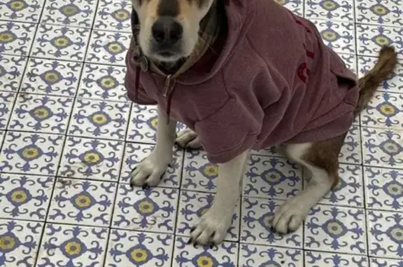 Chien perdu à Angers : Rasta, timide et tricolore - photo