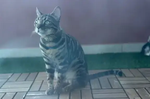 Animaux perdus Annecy, photo: Chatte Bengal 3 ans perdue à Annecy