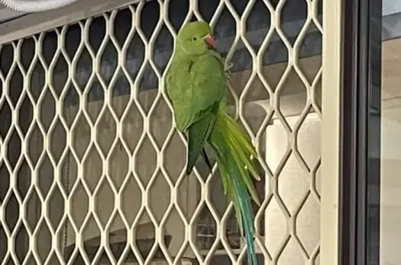 Found Green Parrot on Bandalon...