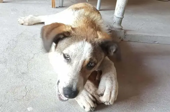 Chien perdu à Bouillargues : Litchi, 6 mois - photo