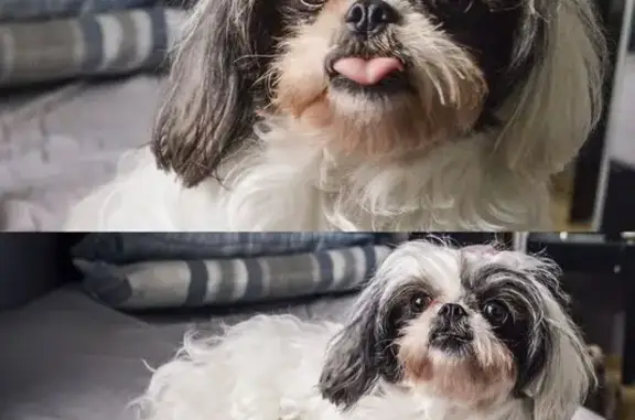 cachorro desaparecida