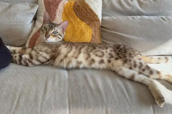 Chat Bengal beige perdu, yeux bleus, St-Genis - photo