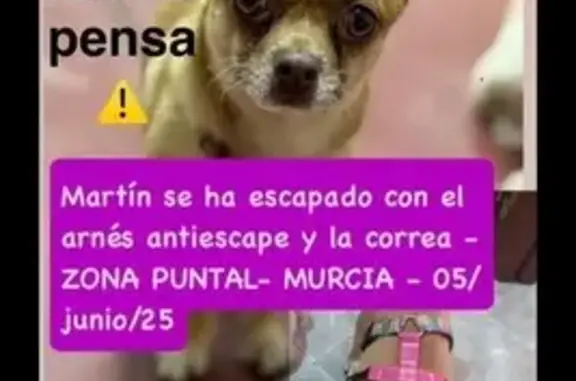 Chihuahua Canela Perdido en El Puntal