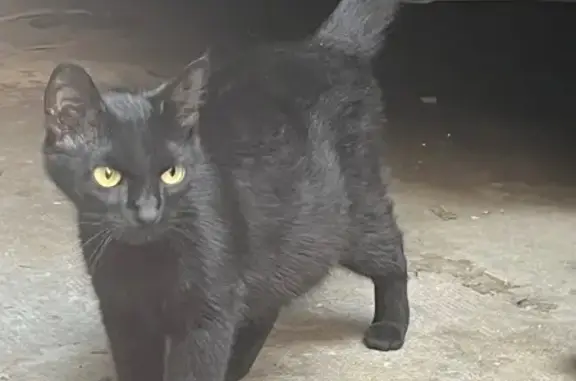Animaux trouvés Auxerre, photo: Chat noir trouvé Rue des Tanneurs, Auxerre