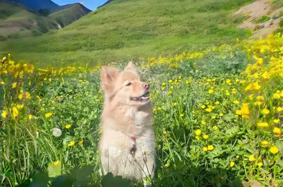 Animaux perdus , photo: Chien sable et blanc perdu, peureux.