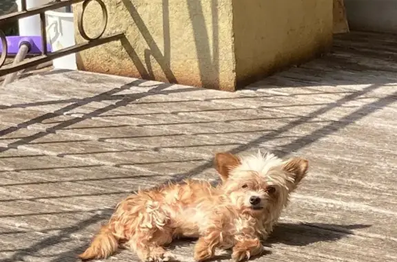 Chien perdu, Mini York/Chihuahua, Perpignan - photo