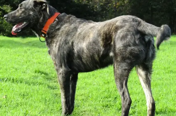 Chien perdu Prat, photo : Chien perdu : Mozart, grand bringé, sans collier