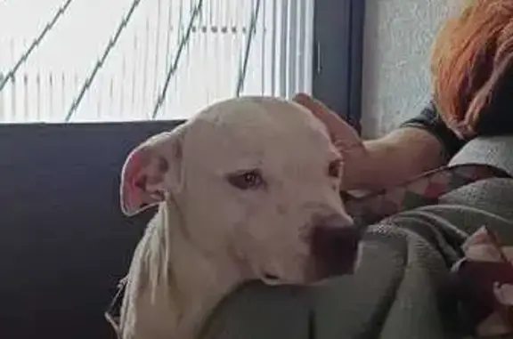 cachorro encontrada