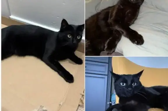 Animaux perdus Épinal, photo: Chat perdu à Épinal : Koda, tache blanche