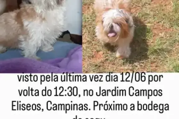 Cachorro perdido Macho (brl001109) - photo