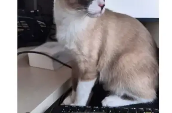 ¡Gato Siamés Perdido en Vilassar de Mar!