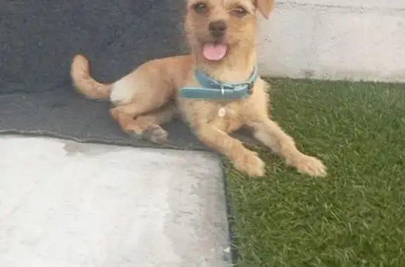 Perro Perdido: Chiquita y Mied...