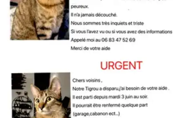Chat perdu à Falleron : câlin et bavard - photo