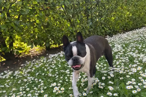 Chien perdu Carqueiranne, photo : Chien perdu: Boston Terrier noir/blanc