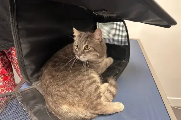 Animaux trouvés , photo: Chat trouvé terrifié à Cherbourg-en-Cotentin