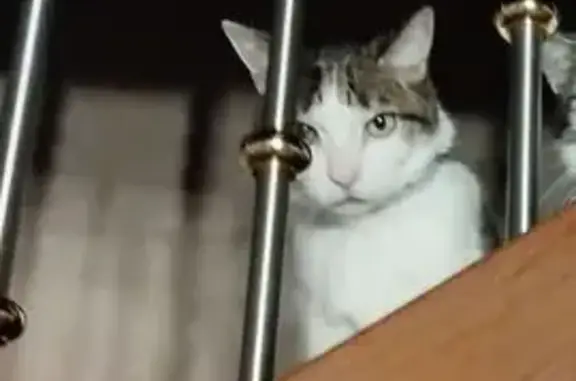 Chat perdu, blanc tigré, Rue du Stade - photo