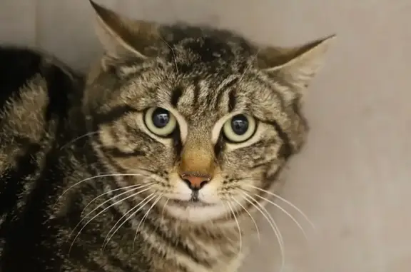 Chat perdu, Dijon, photo: Chatte tigrée perdue à Dijon