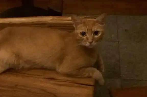 Lost Cat: Ginger, Striped & Fr...