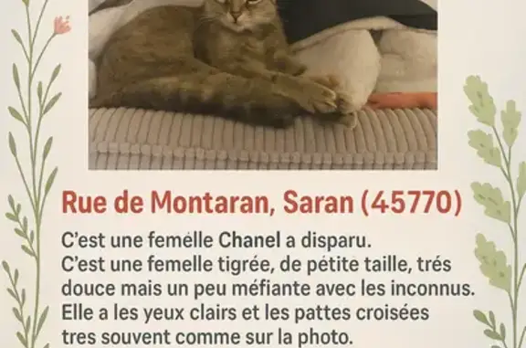 Chat perdu, Rue de Montaran, Saran - photo