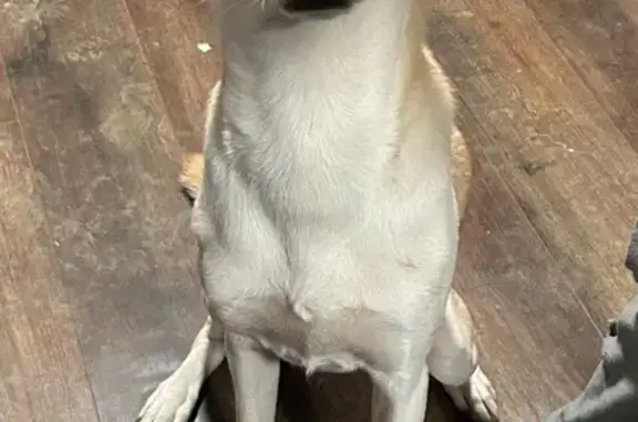 Lost Husky Mix: Floppy Ears & Short Tail