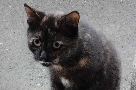 Chat écaille de tortue perdu à Cambrai - photo